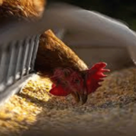 3 Kandungan Nutrisi yang Dibutuhkan Ayam Petelur dan Pedaging