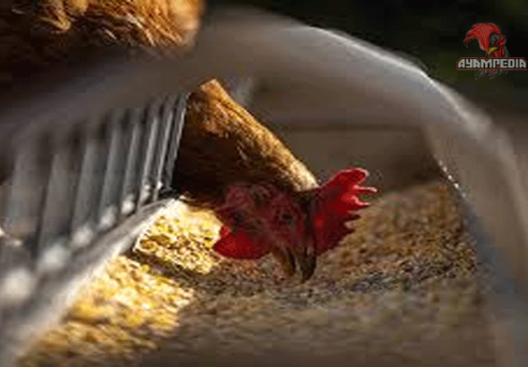 3 Kandungan Nutrisi yang Dibutuhkan Ayam Petelur dan Pedaging