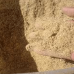 5 Manfaat Jagung dan Dedak untuk Pakan Ayam