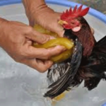 Cara Memandikan Ayam agar Tetap Sehat Terhindar dari Parasit