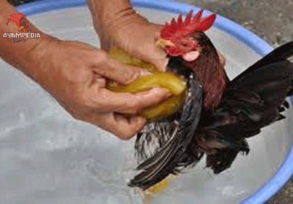 Cara Memandikan Ayam agar Tetap Sehat Terhindar dari Parasit
