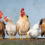 Jenis-Jenis Ayam Hias Terpopuler dan Harganya