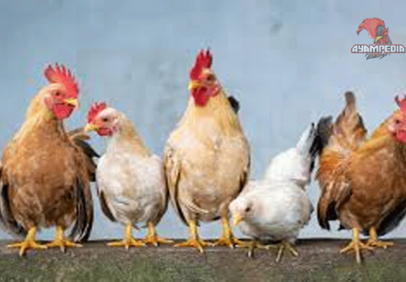 Jenis-Jenis Ayam Hias Terpopuler dan Harganya