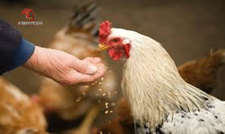 10 Fakta Mengejutkan Tentang Ayam Membuat Anda Tercengang