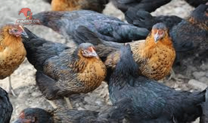 7 Keunggulan Ayam Kampung yang Perlu Anda Ketahui