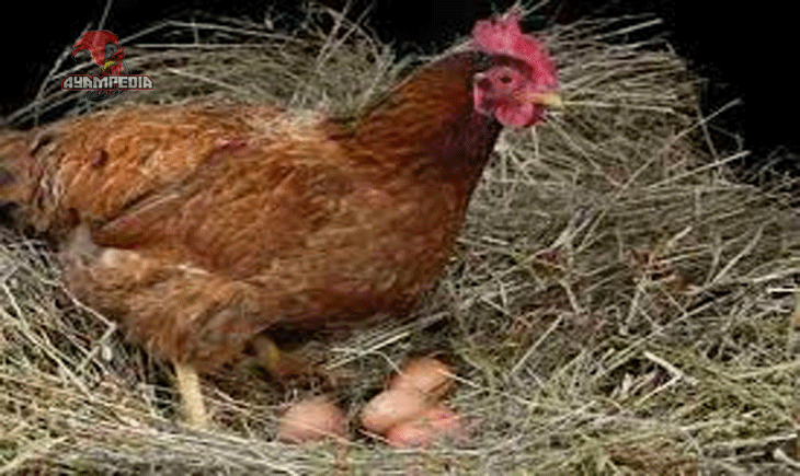 Kebiasaan Makan dan Tidur Ayam Ada Fakta Menarik di Baliknya