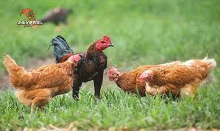 Kelebihan Ayam Kampung yang Wajib Anda Ketahui