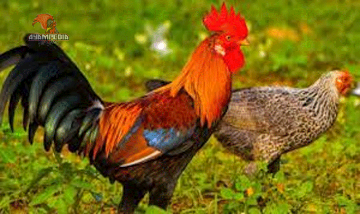 Manfaat Mengejutkan Ayam untuk Kesehatan dan Rumah