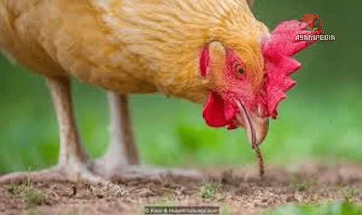 Mengenal Pola Perilaku Ayam yang Jarang Diketahui