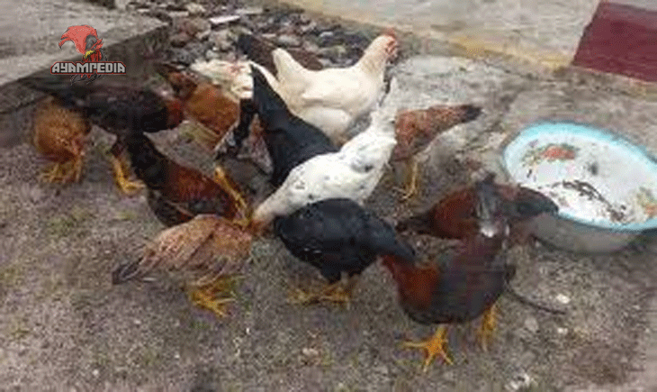 Panduan Lengkap Budidaya Ayam Kampung untuk Pemula