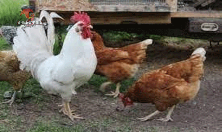 Perbedaan Ayam Kampung dan Ayam Broiler Mana yang Lebih Sehat