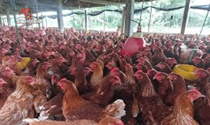 Potensi Bisnis Ayam Petelur Peluang Besar di Pasar Lokal