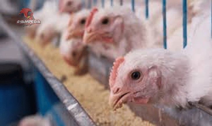 Rahasia Sukses Usaha Peternakan Ayam di Era Modern