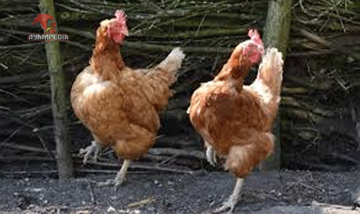 Rahasia di Balik Kebiasaan Ayam yang Terlihat Sederhana