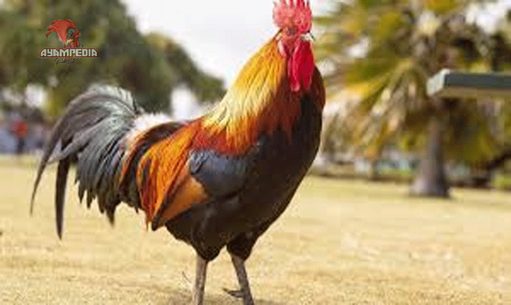 Tips-Merawat-Ayam-Agar-Sehat-dan-Produktif-Sepanjang-Tahun