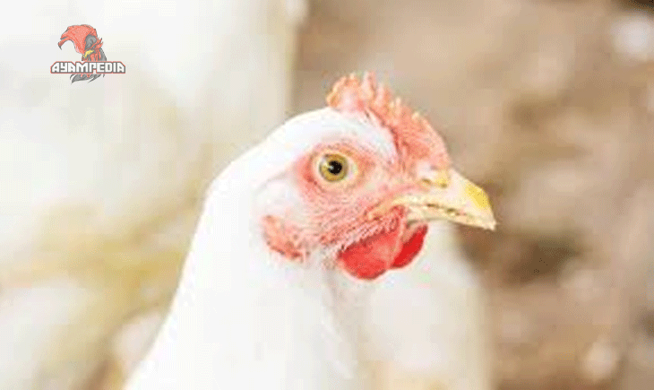Unggas Cerdas di Balik Pertumbuhan Super Cepat Ayam Broiler