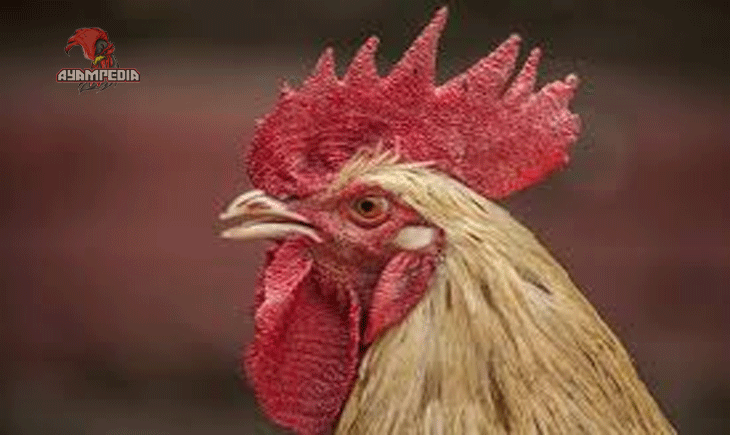 10 Fakta Mengejutkan Tentang Ayam Membuat Anda Tercengang