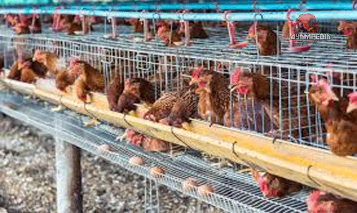 Ayam Aset Sumber Daya Alam yang Mendukung Ekonomi Rakyat