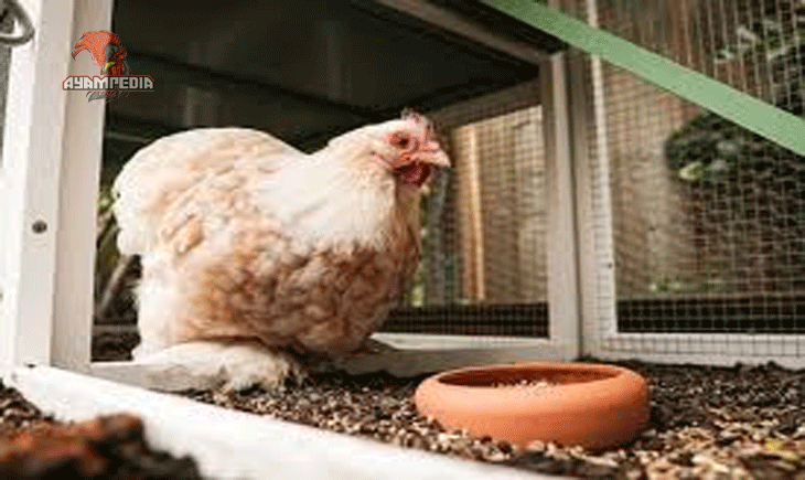 Cara Budidaya Ayam Prancis Menguntungkan