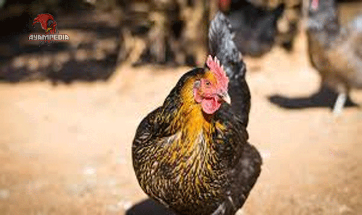Cara Merawat Ayam KUB agar Cepat Panen dan Sehat