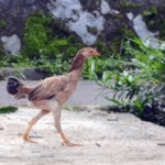 Kebiasaan Unik Ayam Kampung dalam Kehidupan Sehari-hari