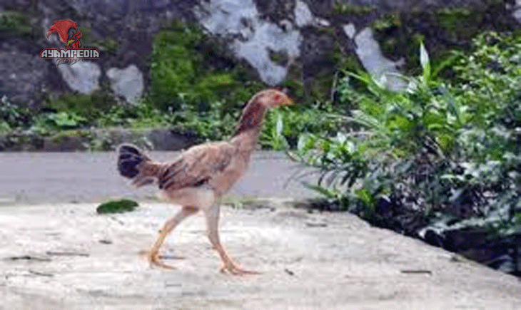 Kebiasaan Unik Ayam Kampung dalam Kehidupan Sehari-hari