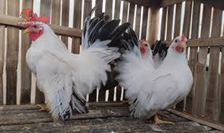 Keistimewaan Ayam Ketek Sebagai Ayam Hias dan Konsumsi