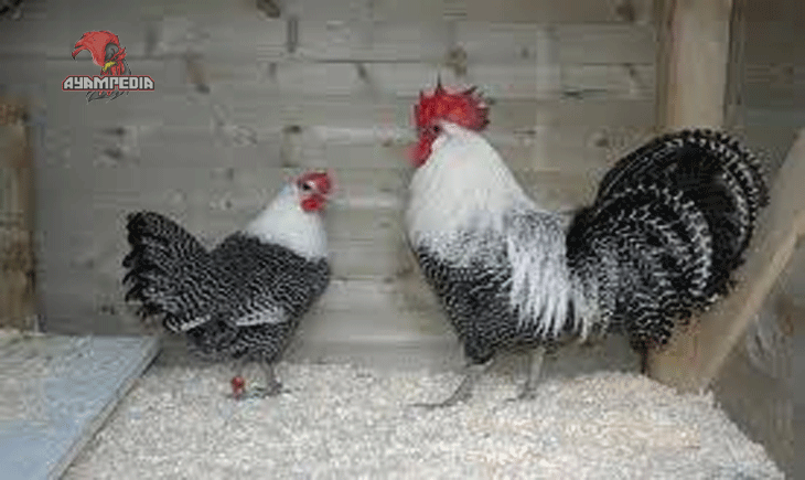 Keunggulan Ayam Arab dalam Bisnis Peternakan Modern