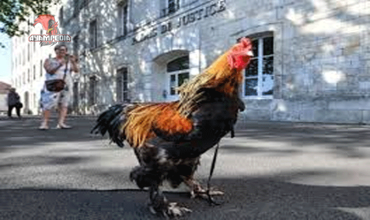 Keunggulan Ayam Prancis Peternakan Modern dan Komersial