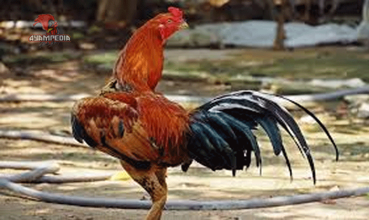 Menelusuri Asal Usul dan Keaslian Ayam Bangkok Asli