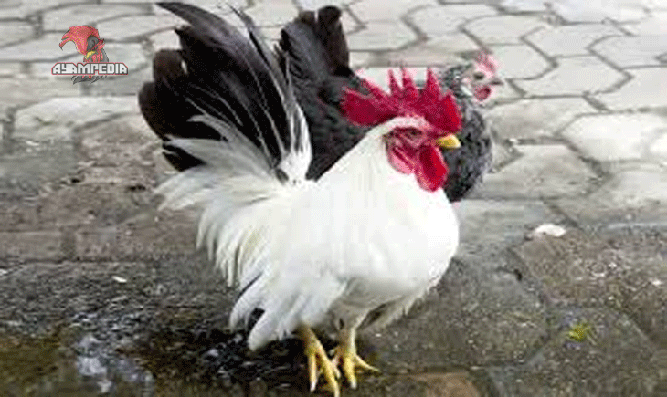 Rahasia Popularitas Ayam Ketek di Kalangan Pecinta Unggas
