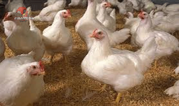 Rahasia Sukses Beternak Ayam Negeri untuk Hasil Maksimal