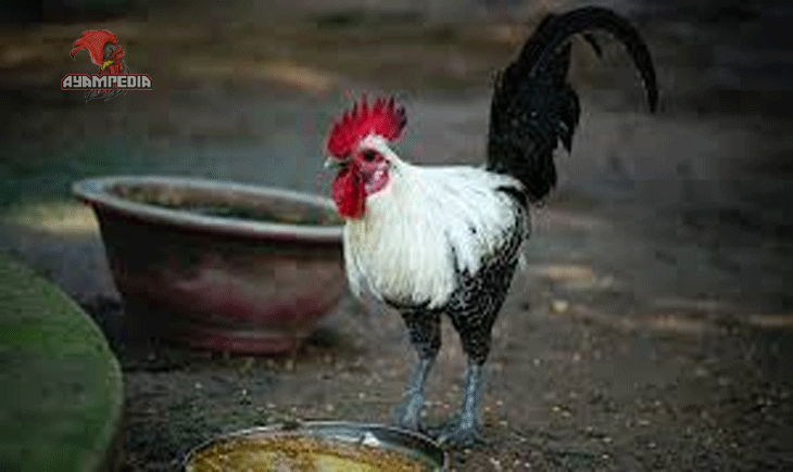 Rahasia Sukses Budidaya Ayam Arab bagi Pemula