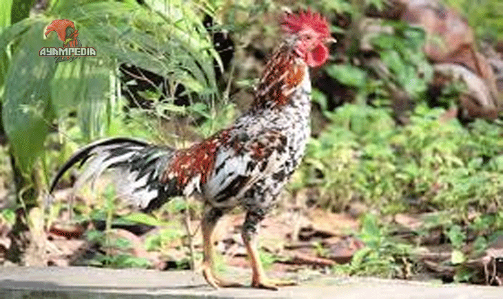 Strategi Melatih Ayam Bangkok Aduan agar Tangguh dan Gesit