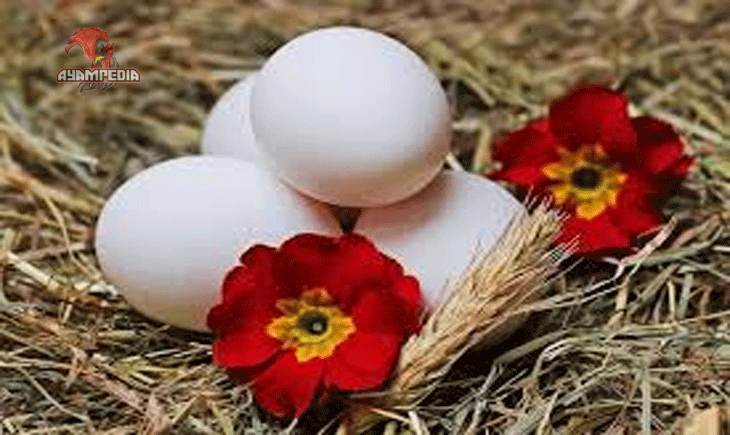 Tips Jitu Agar Ayam Kampung Bertelur Setiap Hari