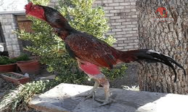 Asal Usul dan Ciri Khas Ayam Ganoi yang Wajib Diketahui