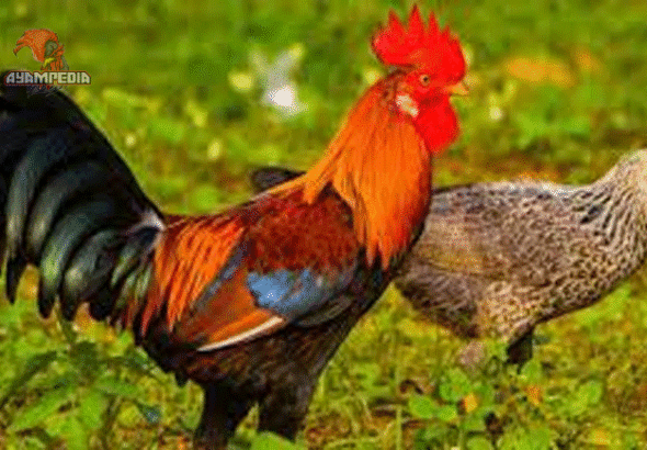 Ayam Dipercaya Masyarakat Serbaguna yang Penuh Manfaat