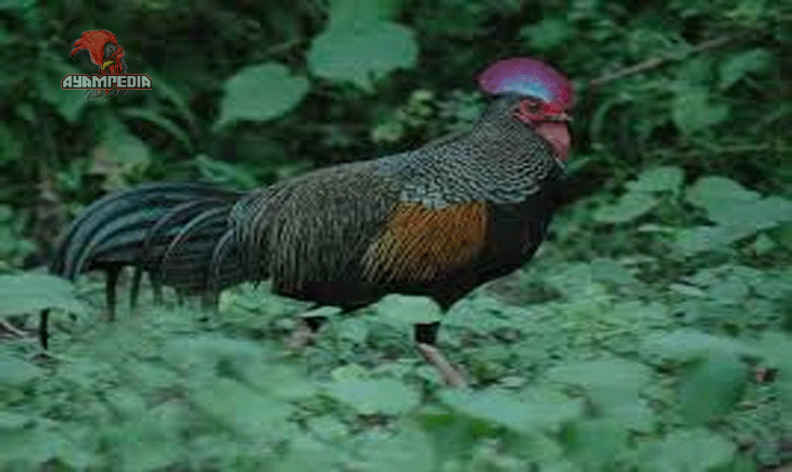 Ayam-Hutan-Hijau-Permata-Eksotis-dari-Alam-Indonesia