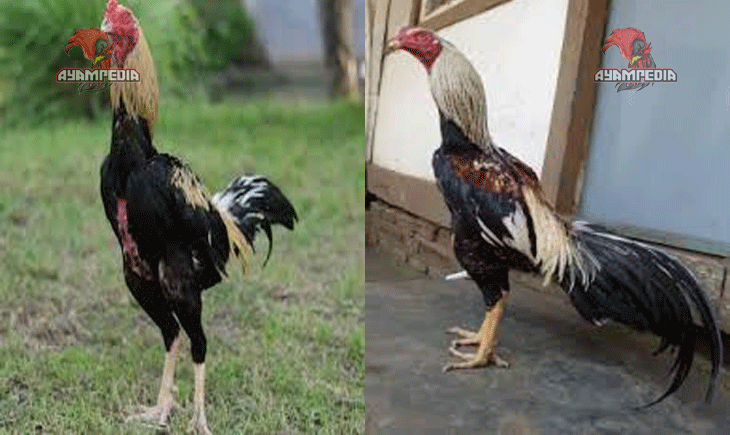 Cara Membedakan Ayam Bangkok Asli vs Hasil Silangan