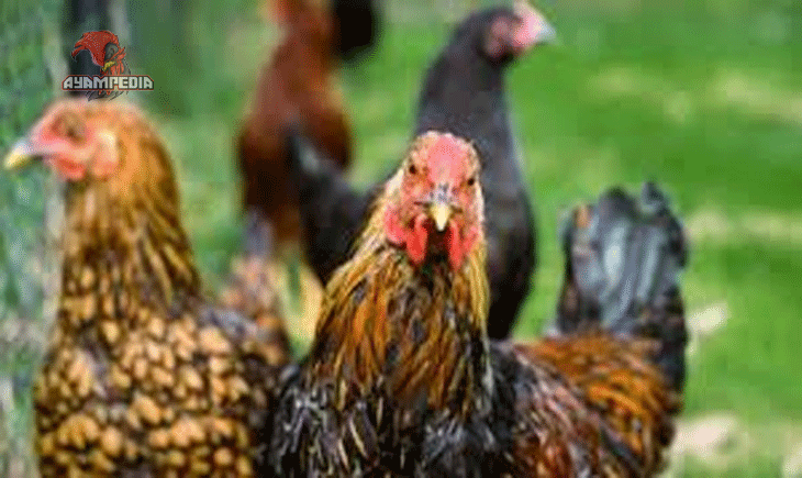 Cara Paling Efektif Pemasaran Ternak Ayam Kampung