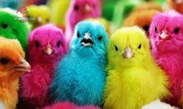 Daya Tarik Ayam Warna-Warni sebagai Peluang Usaha Kreatif