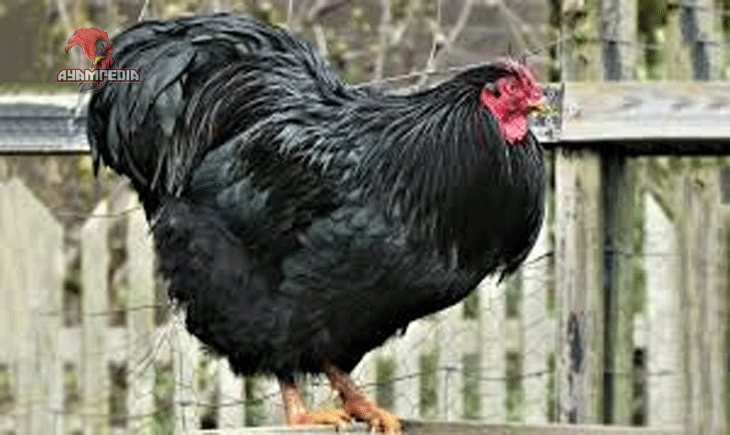 Keunggulan Ayam Australorp dalam Dunia Peternakan Modern