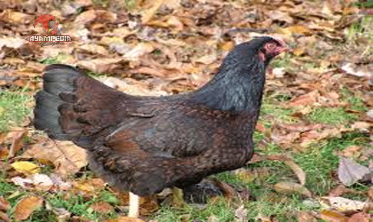 Keunggulan Ayam Indian Game dalam Dunia Peternakan Modern