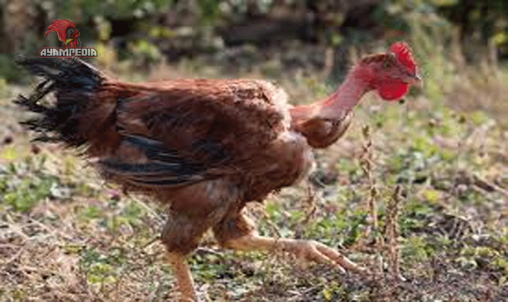 Keunggulan Ayam Naked Neck dalam Peternakan Modern