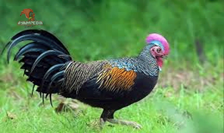 Keunikan Ayam Hutan dan Potensinya dalam Konservasi