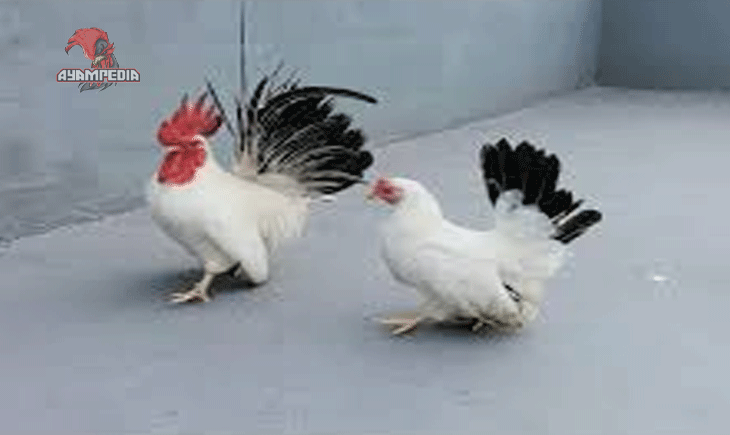 Mengenal Ayam Ketek Jepang Si Mini yang Penuh Pesona
