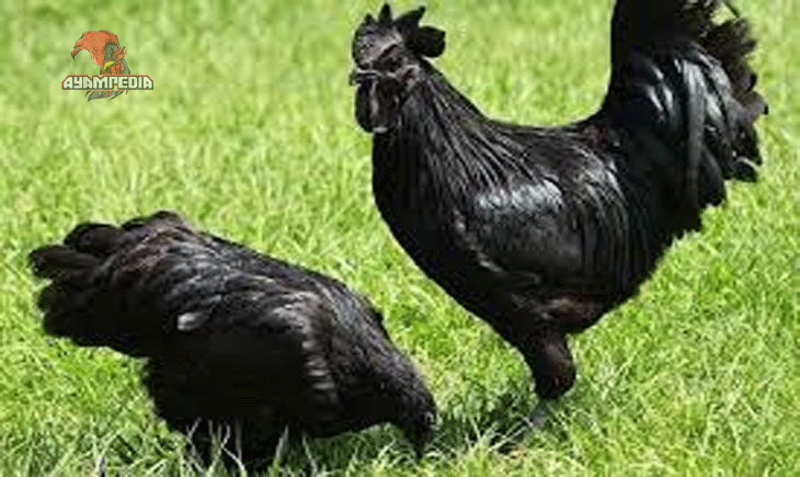 Mengenal Lebih Dekat Ayam Cemani dan Potensi Komersialnya