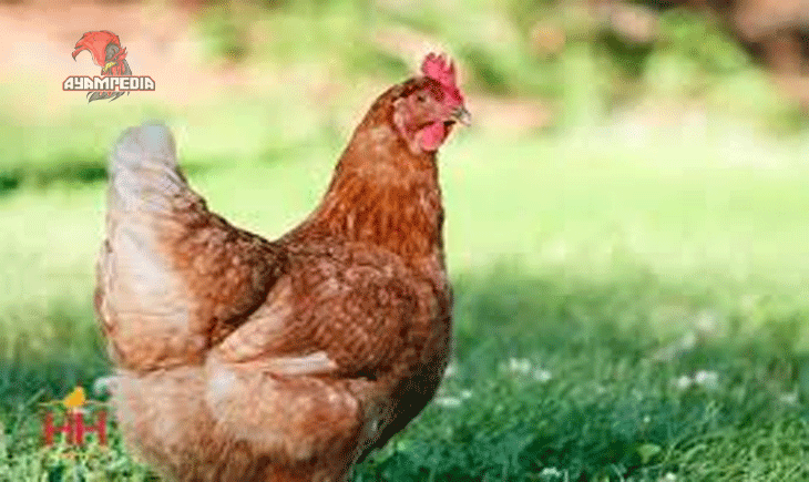Panduan Beternak Ayam ISA Brown untuk Hasil Telur Melimpah