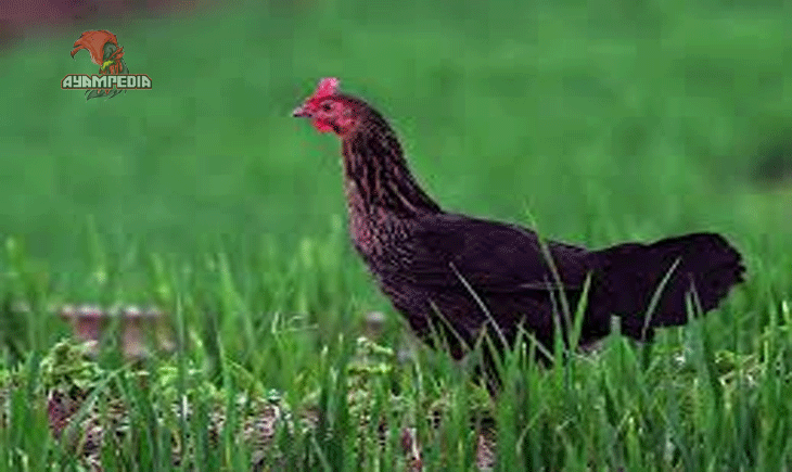 Panduan Lengkap Beternak Ayam Jawa untuk Pemula
