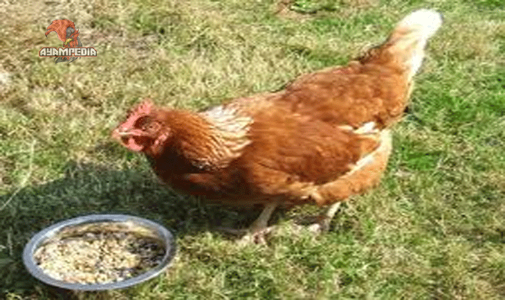 Panduan Lengkap Beternak Ayam Lohmann Brown bagi Pemula